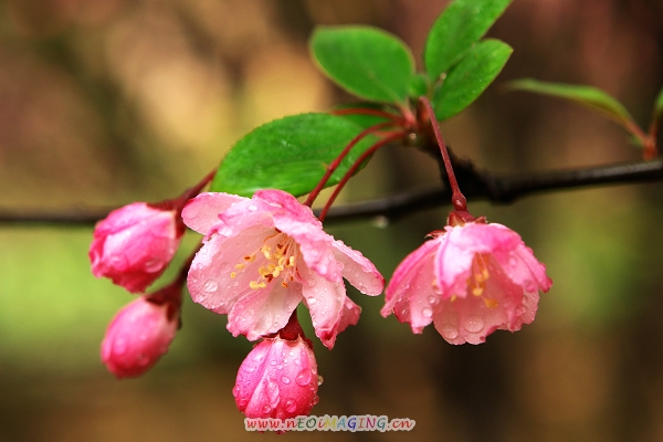 海棠花 摄影 天方地圆