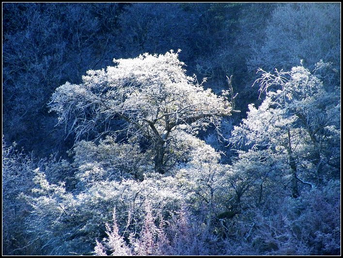 树上霜花 摄影 天南星