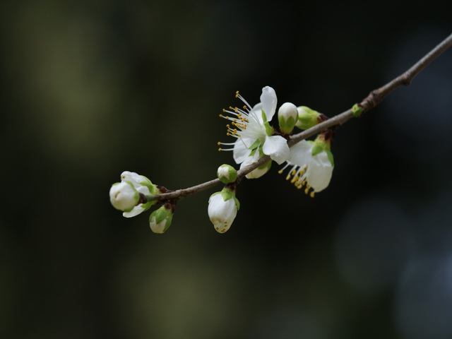 白山桃花 摄影 顺然