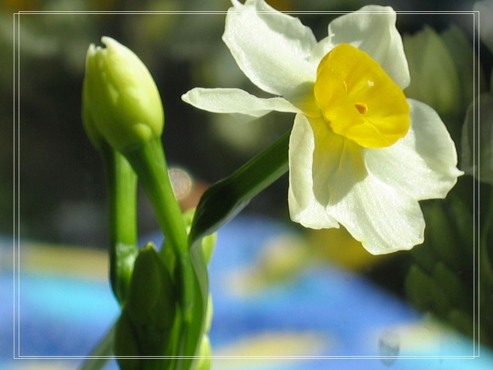 水仙花 摄影 信天堂使者