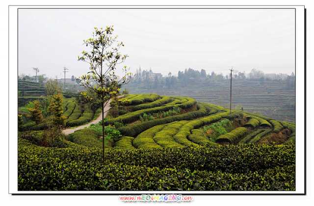 洪雅茶园 摄影 梦曦