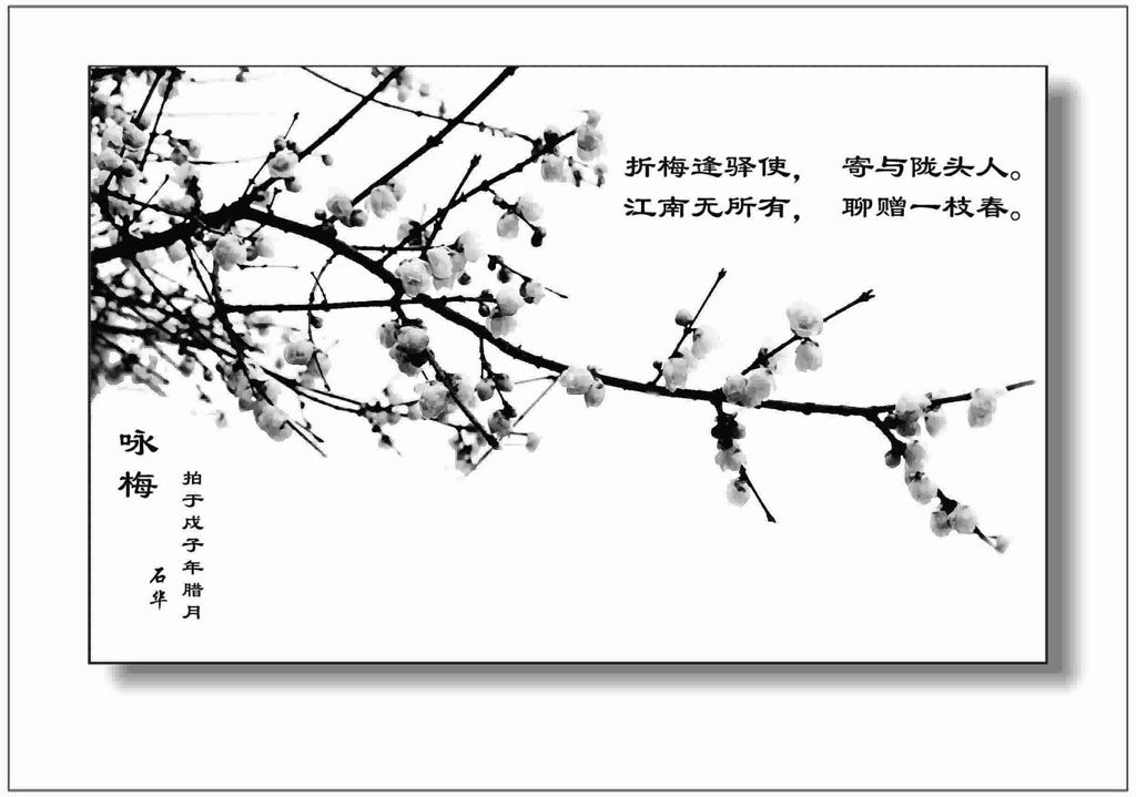 梅花 摄影 卢川