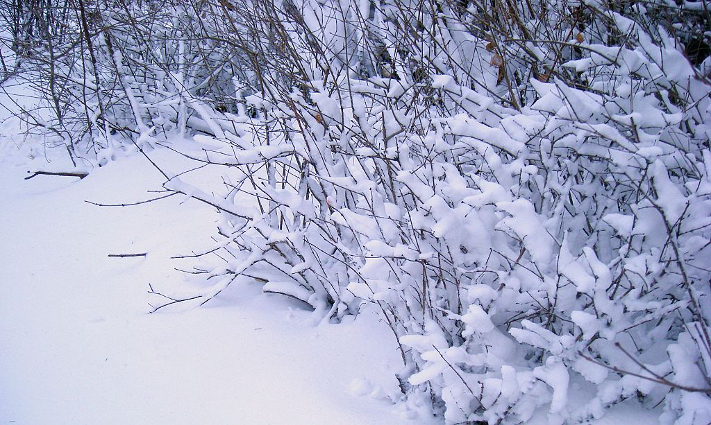 雪绒花 摄影 冰城金达莱