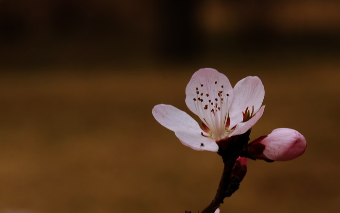 又闻桃花香 摄影 阿拉腾