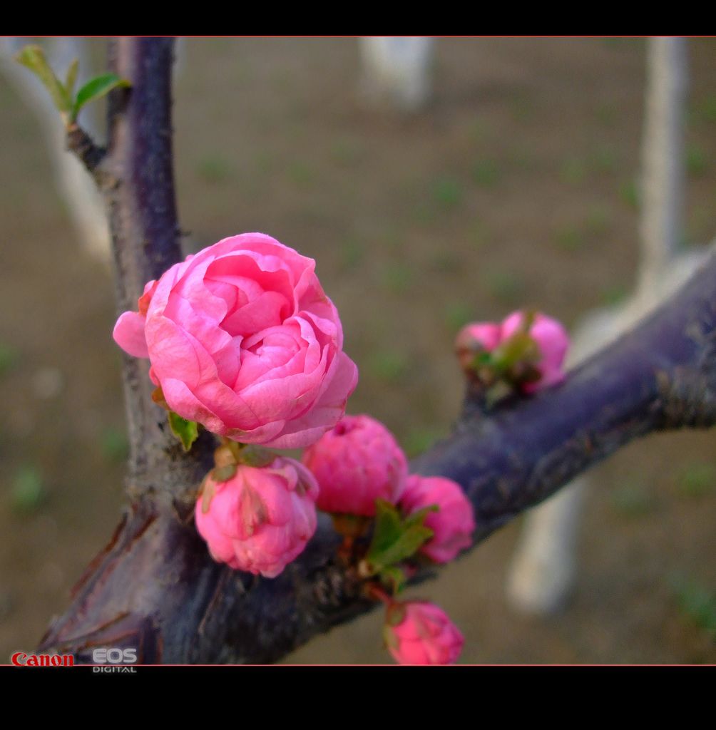 春花 摄影 雅贞08