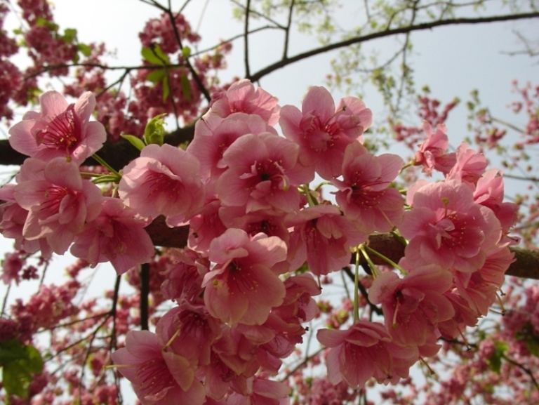 樱花 摄影 花飞花落