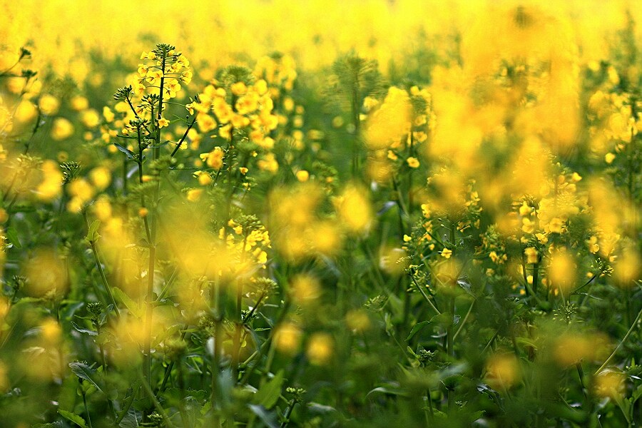 菜花黄了 摄影 神山员外