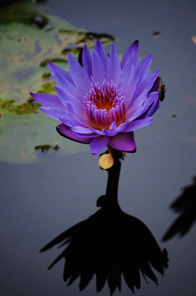 蓝莲花 摄影 爱琴海岸