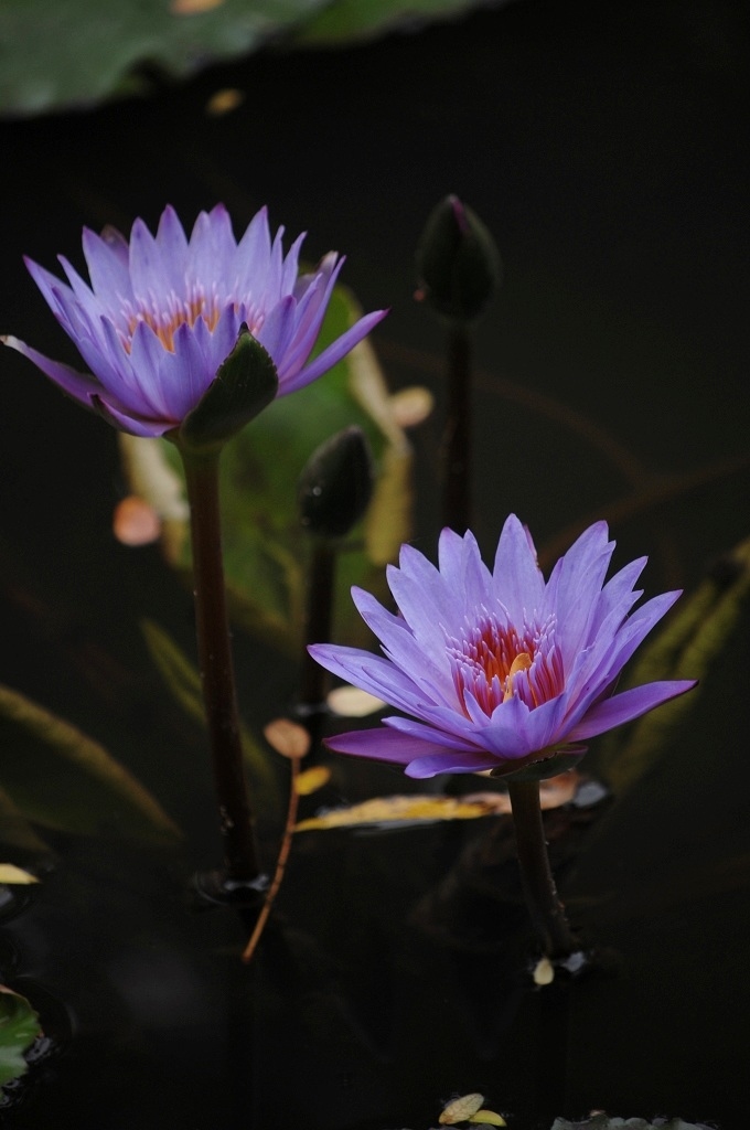 蓝莲花 摄影 爱琴海岸