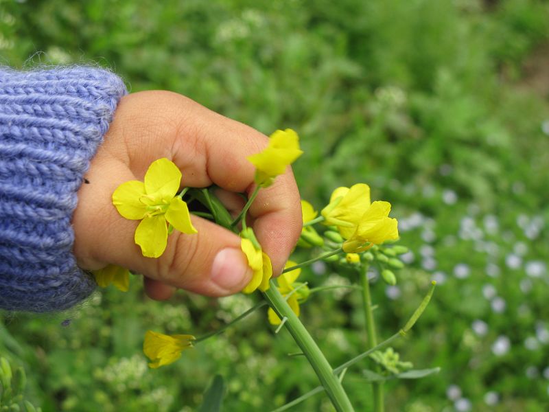 残 花 摄影 毛毛虫的眼泪