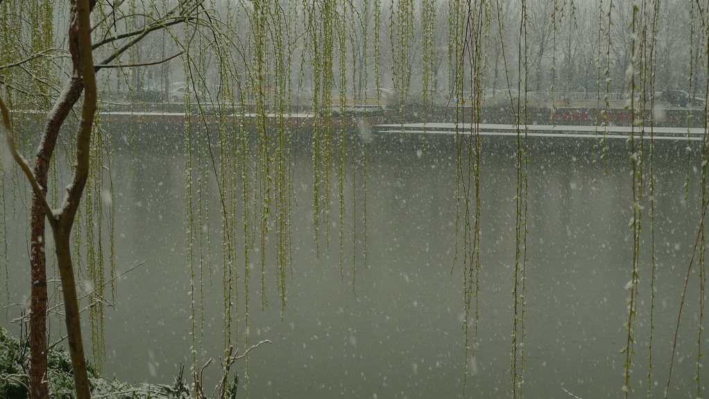 飞雪迎春 摄影 海边人家