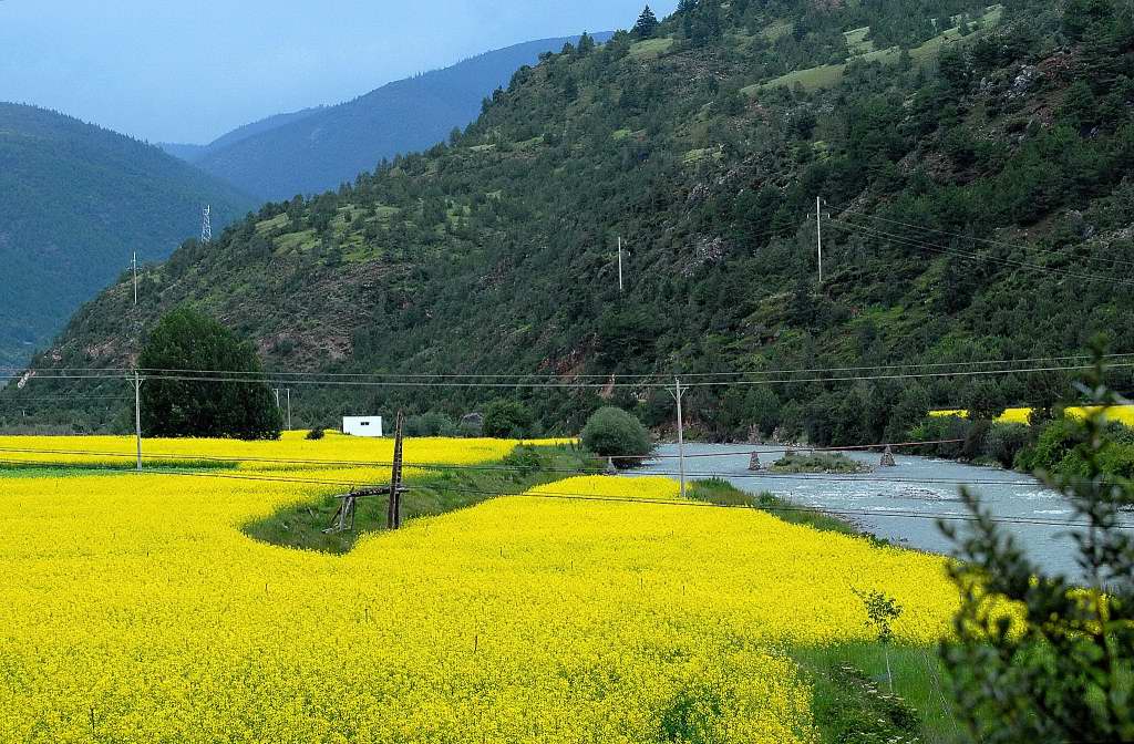 菜花黄 摄影 少小离川