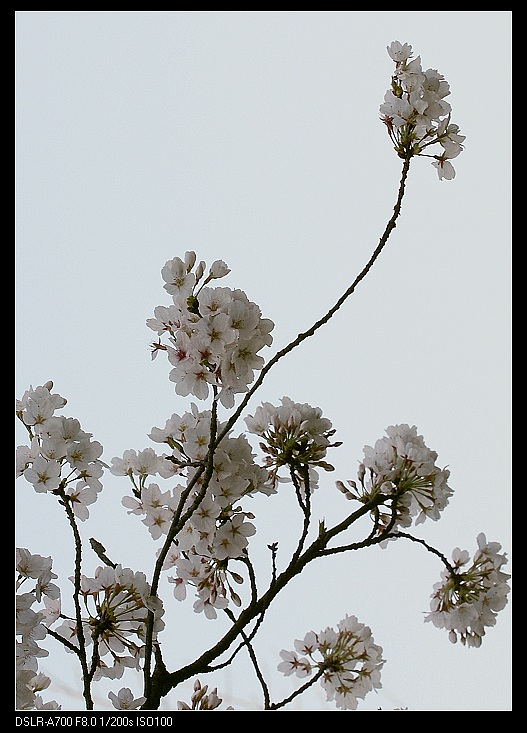 樱花如雪 摄影 鄳人