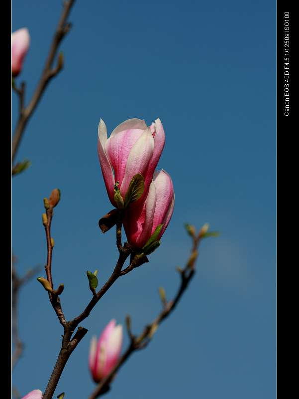 木兰花 摄影 ajim