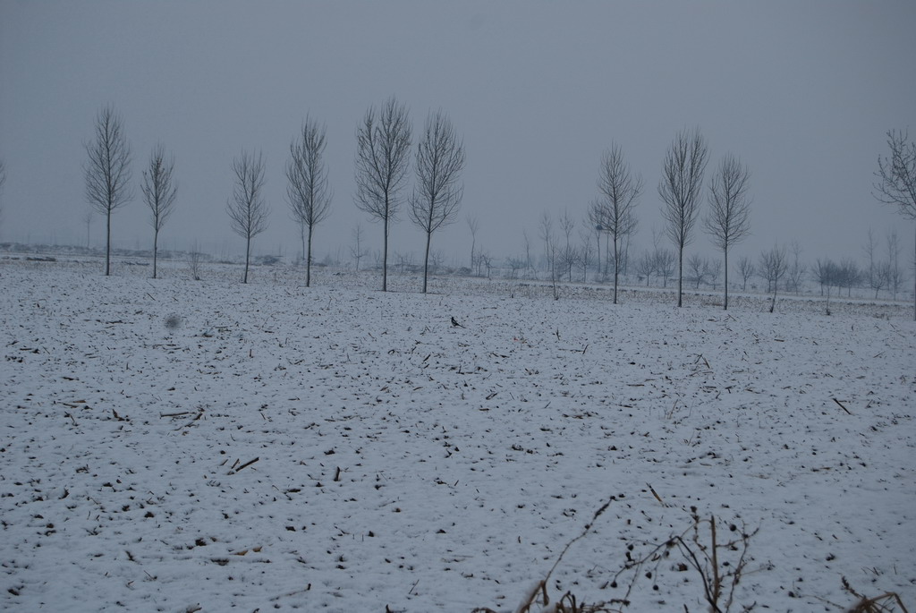 3月24日的雪 摄影 逗自己玩