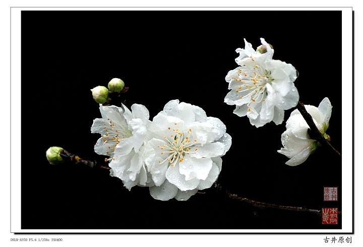 春雨桃花两相和 摄影 古井