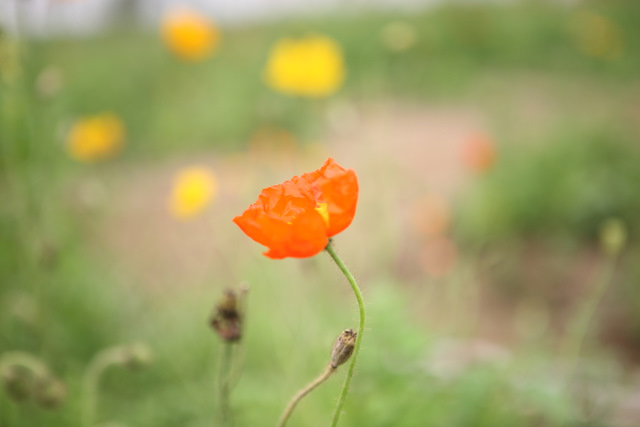 Sunflower Garden 摄影 myuki