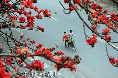 花开季节 摄影 千彩雨