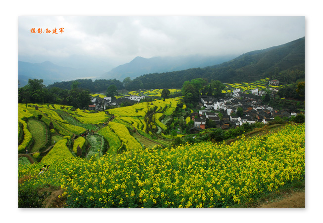 菜花村 摄影 军队