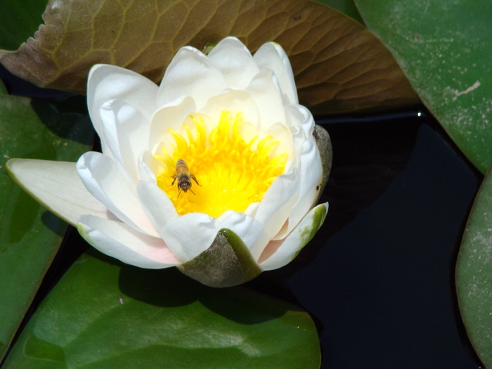 莲花 恋花 摄影 水中花影