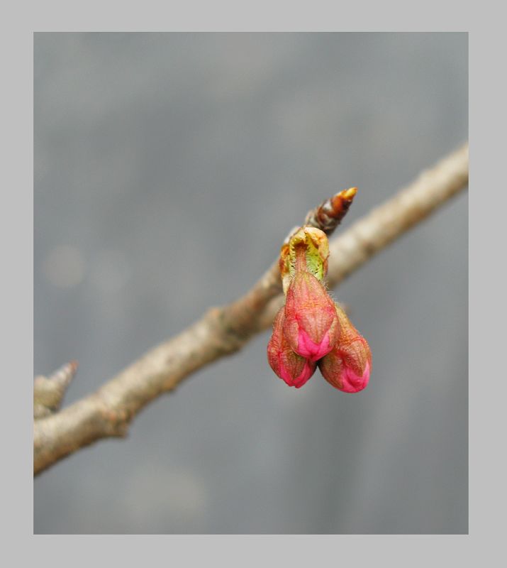 等待花开时 摄影 毛毛虫的眼泪