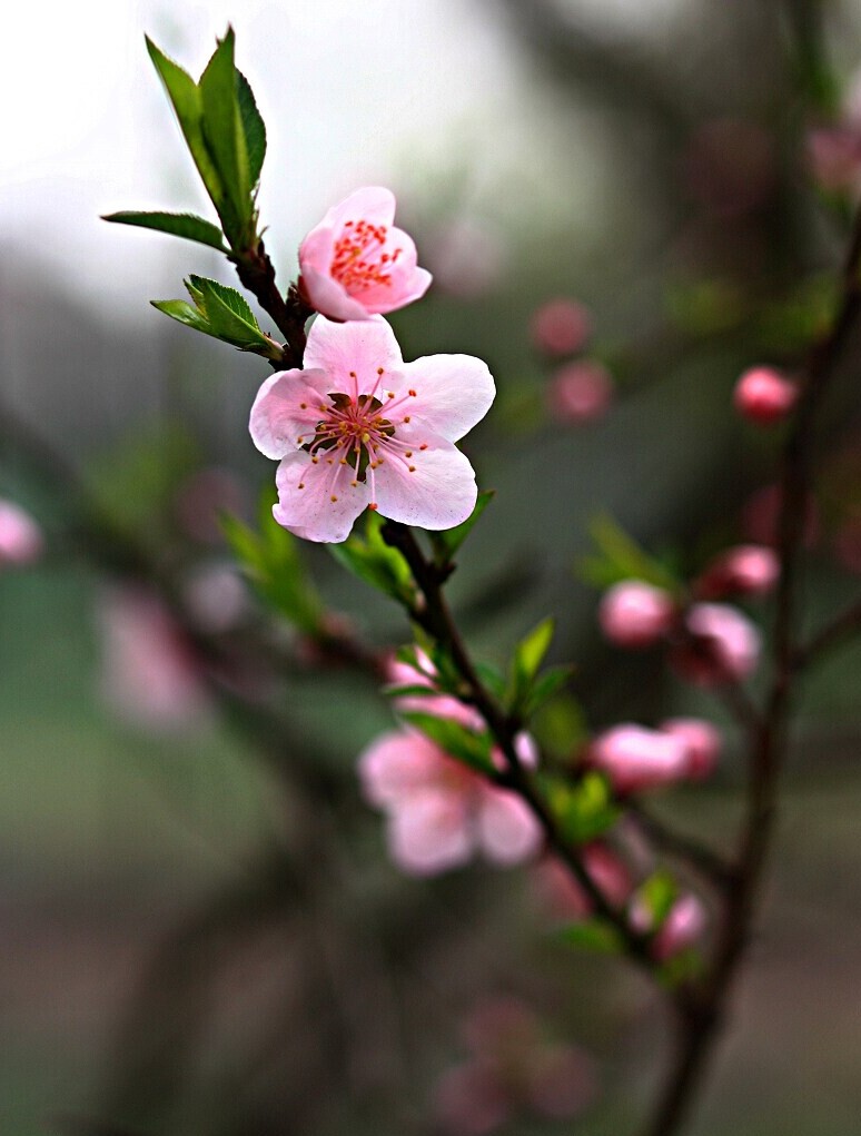 桃花红了 摄影 神山员外