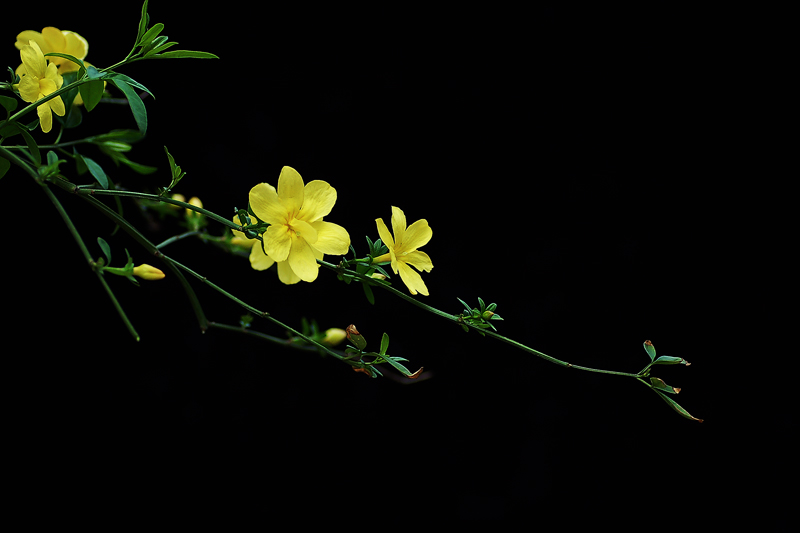 迎春花开 摄影 兰痴