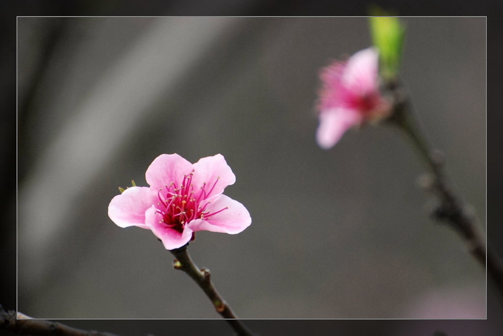 成都-锦里-桃花 摄影 龙飞扬