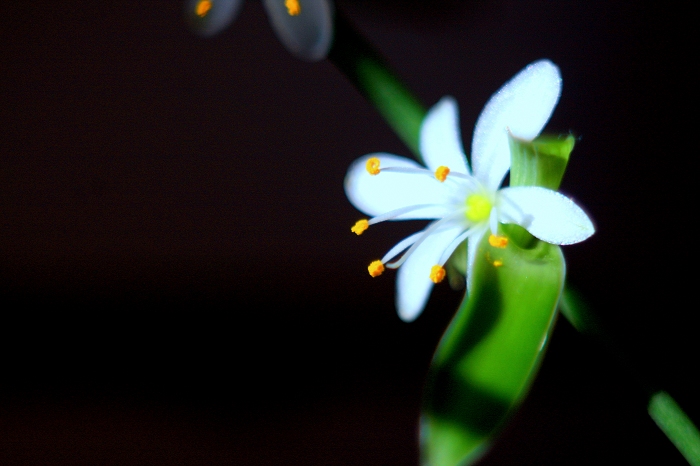 花 摄影 小河鱼