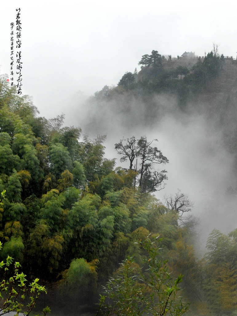 竹雾清风 摄影 林雨