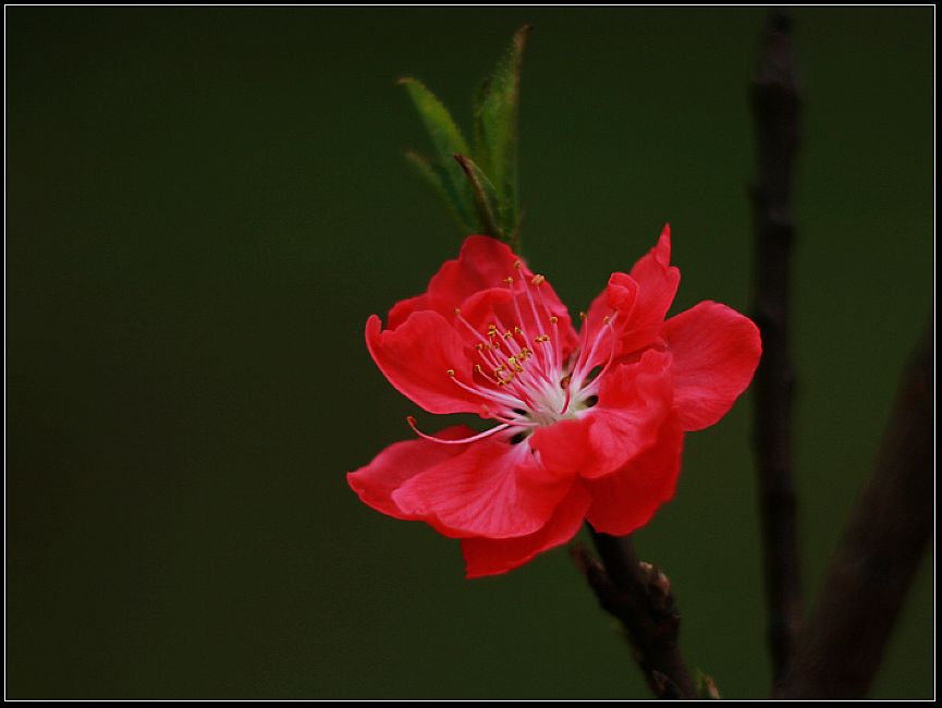 桃花 摄影 一摄拍尽