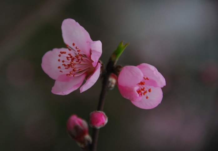 桃花朵朵开 摄影 胜栋