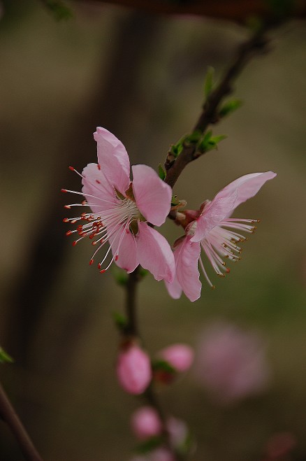 桃花盛开的时光（1） 摄影 桐乡老年大学