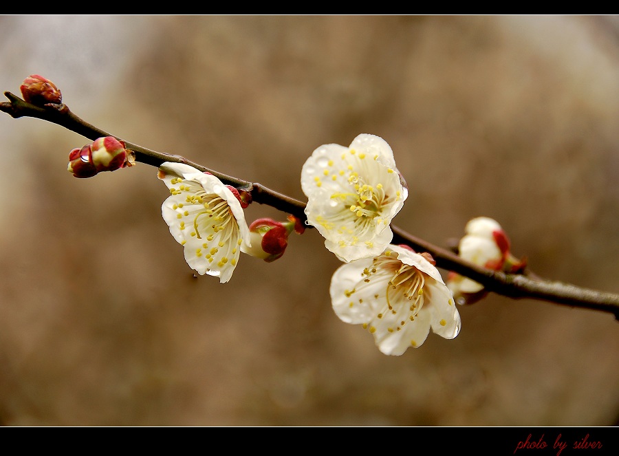 梅花 摄影 港城晨曦