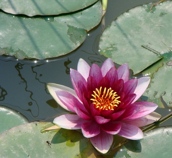 花与影 摄影 水中花影