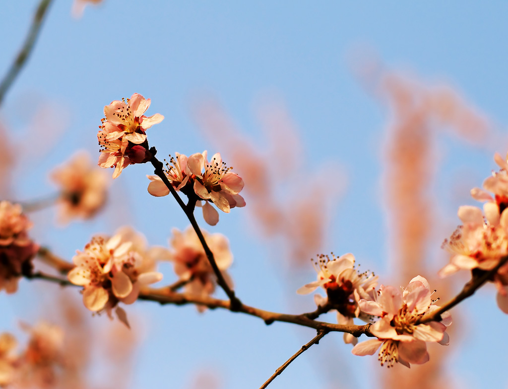 樱花 摄影 苗思