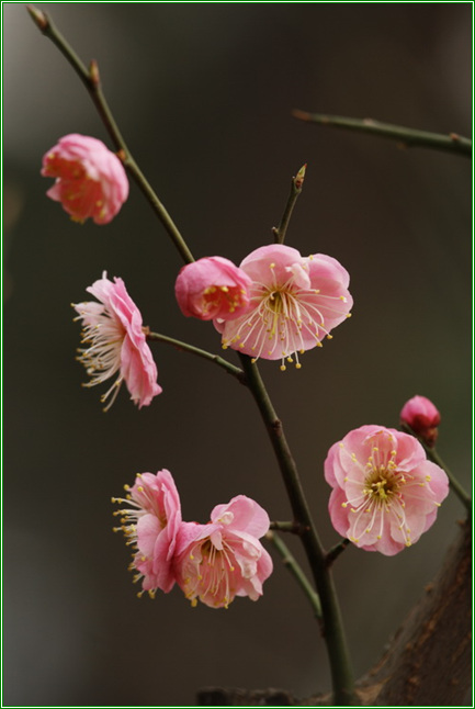 宫粉（梅花） 摄影 顺然