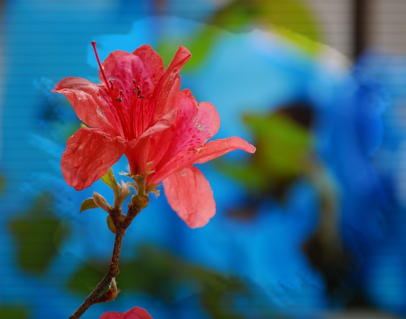 杜鹃花 摄影 光影情色