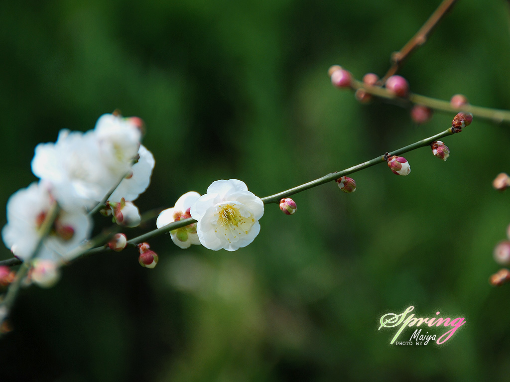 春。花 摄影 麦丫