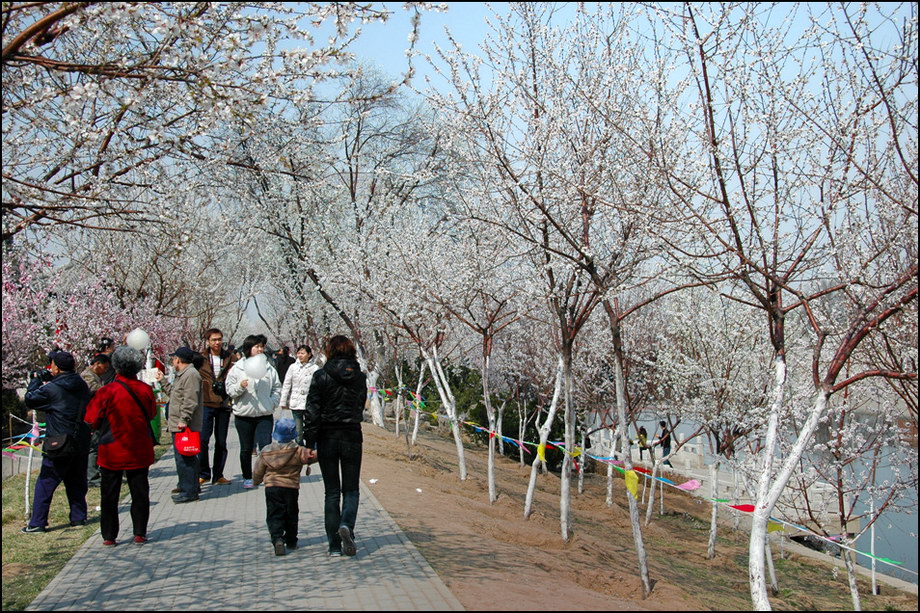 花堤赏桃花 摄影 xiexie