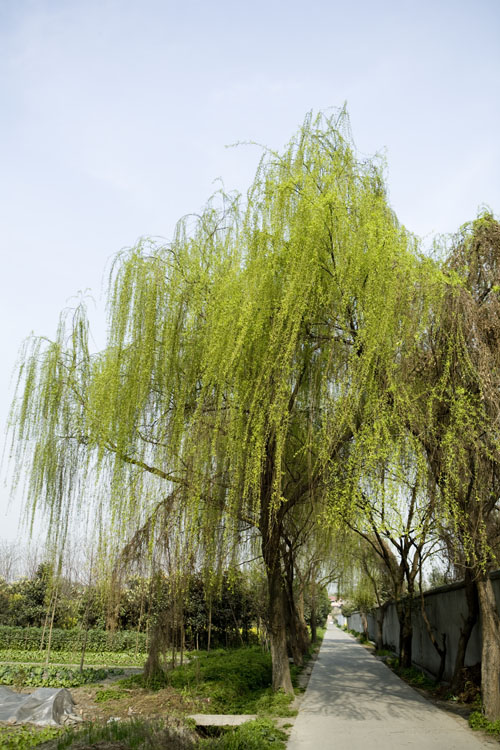 不知细叶谁裁出 摄影 雪野若菲