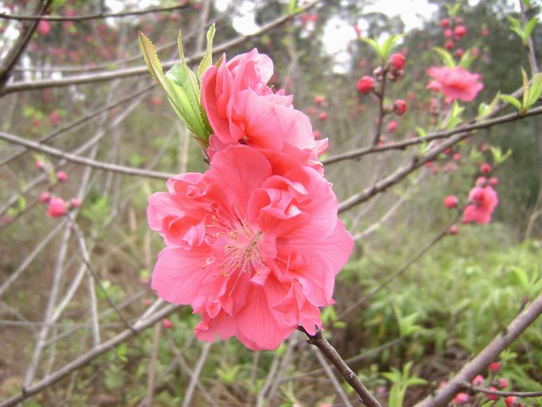 梅花 摄影 沉兄