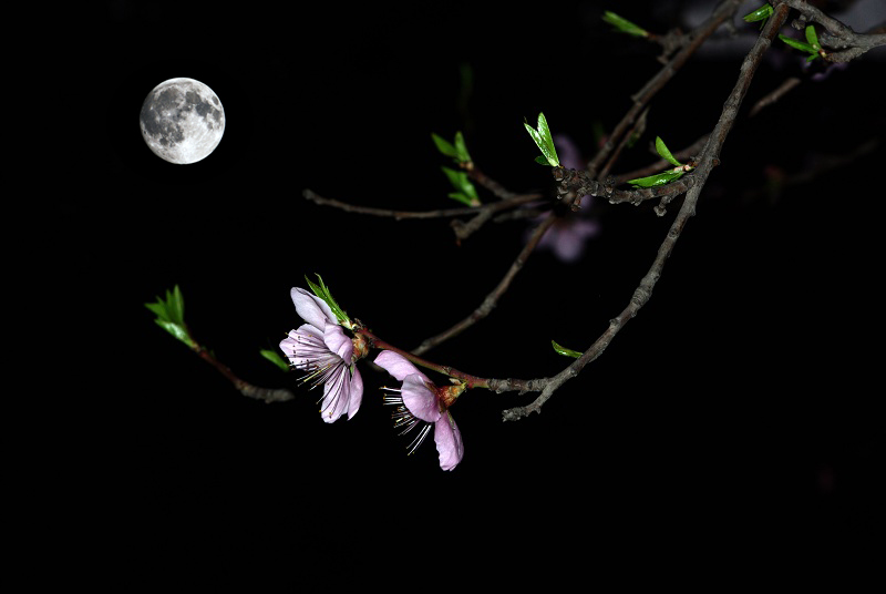 月夜桃花红 摄影 任正华