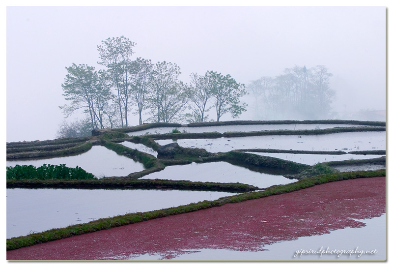 田园小景 摄影 yipsir