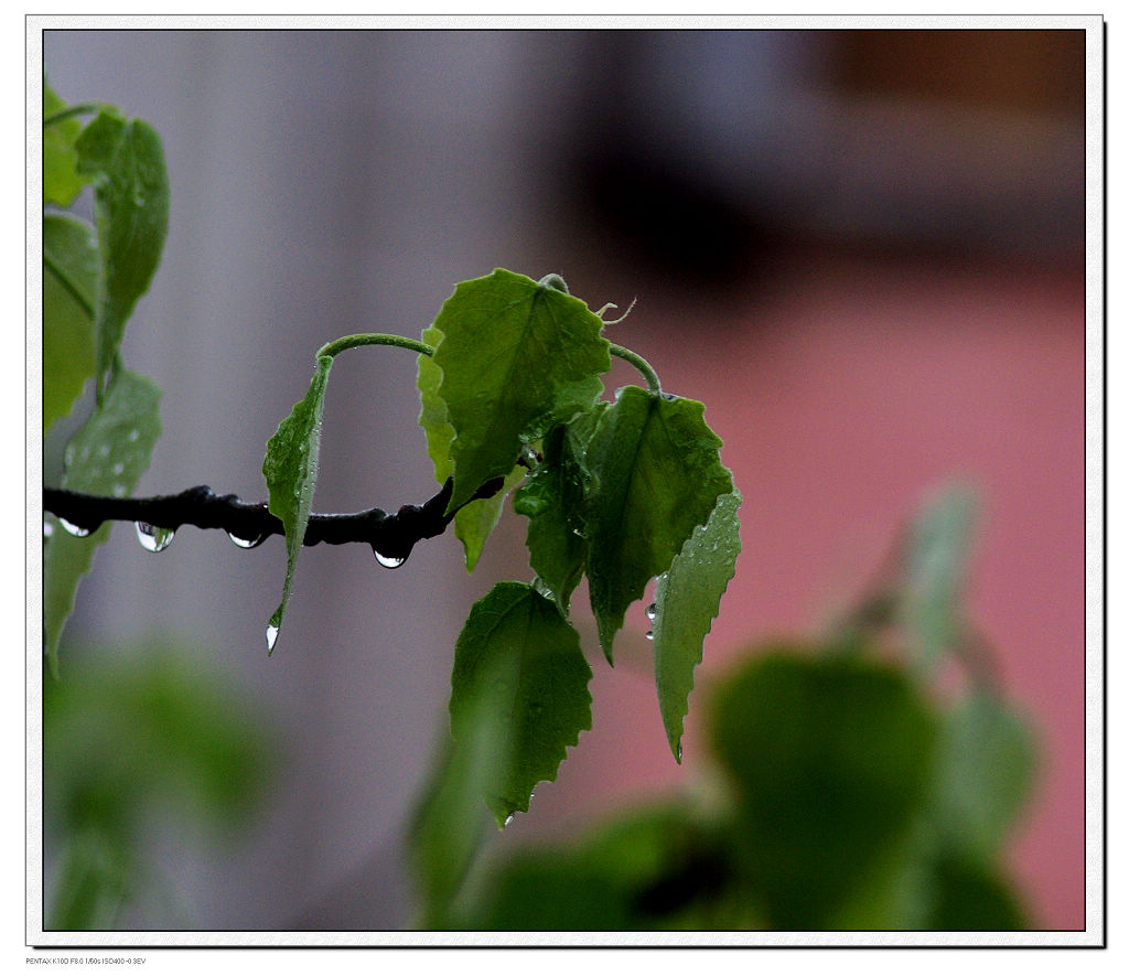 春日喜雨 摄影 从容而过