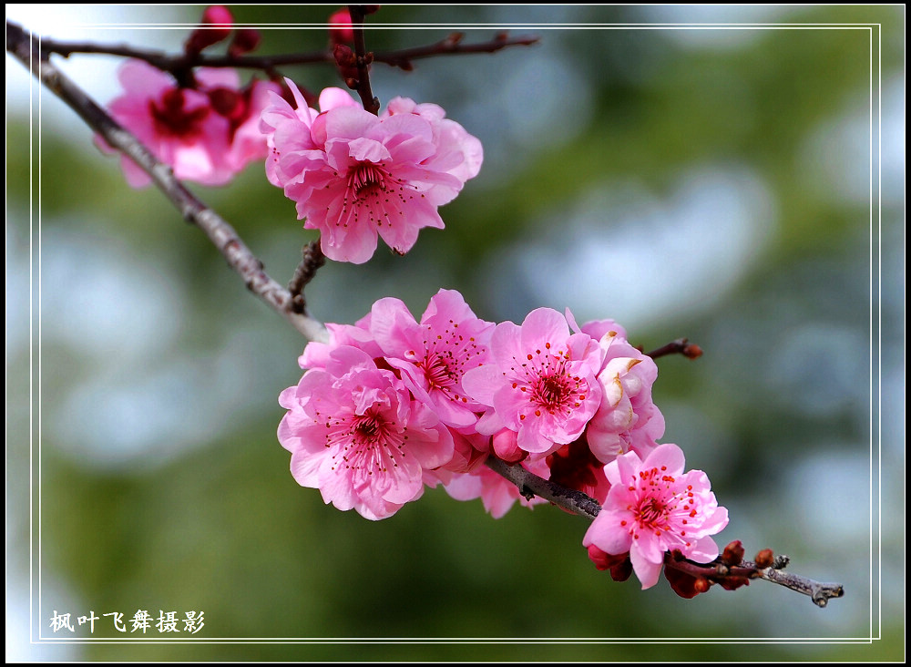 迎春花 摄影 枫叶飞舞