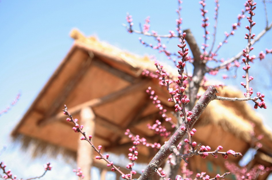 花意沂蒙 摄影 燕山佛子