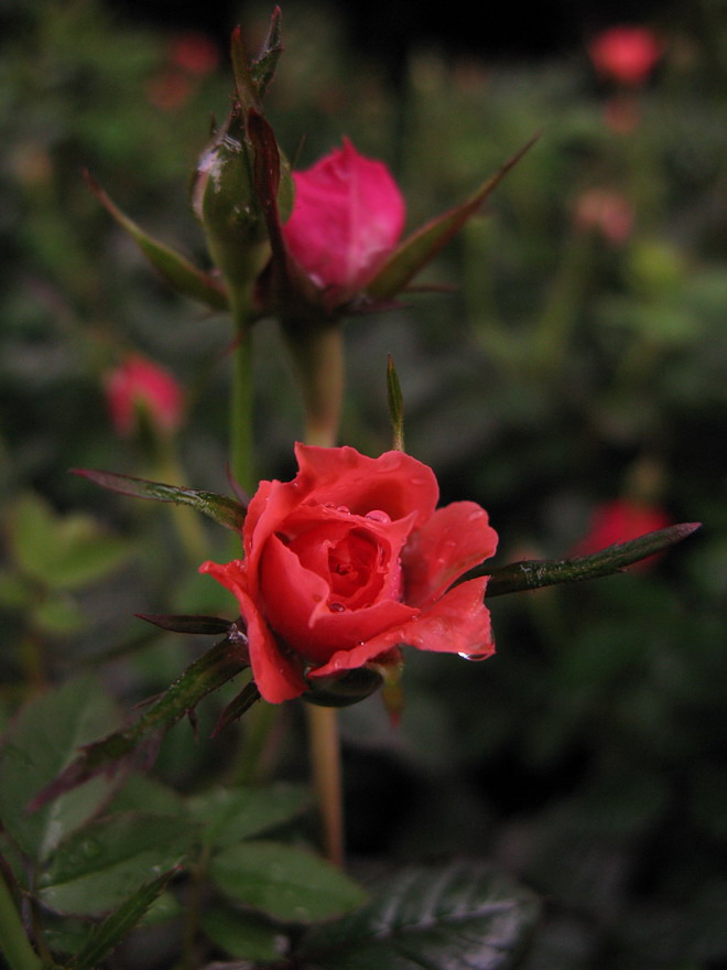 春雨润花开 摄影 夜雨花仙