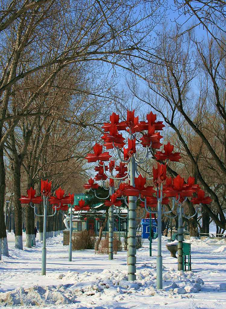 雪中的红枫 摄影 冰城金达莱