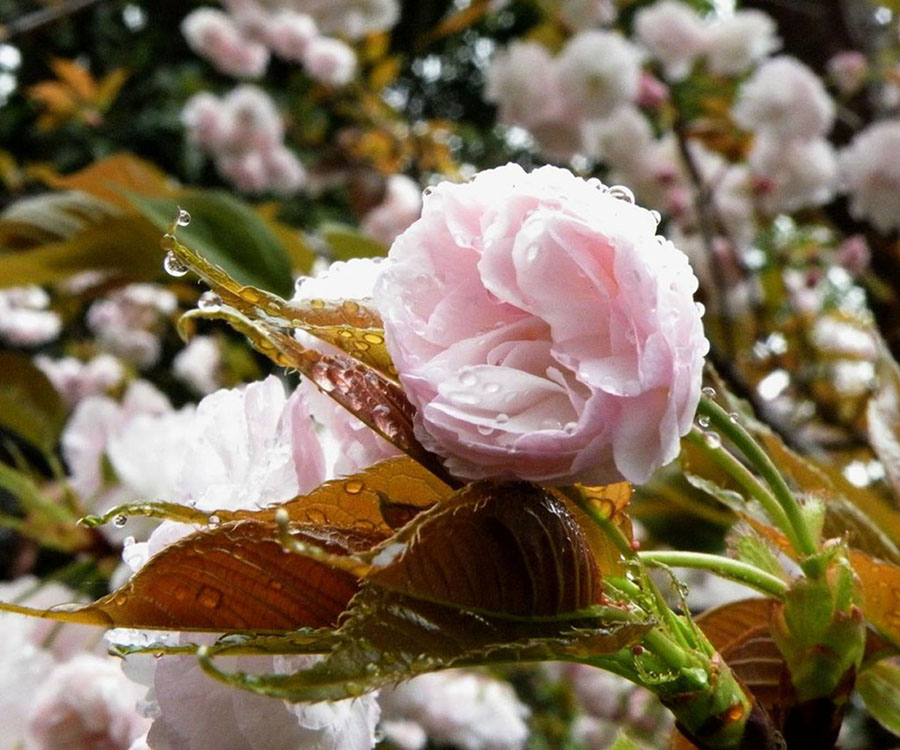 上课拍的花花 摄影 夏至未至